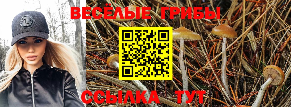Карпинск  Псилоцибиновые грибы Cubensis  Вход с VPN 